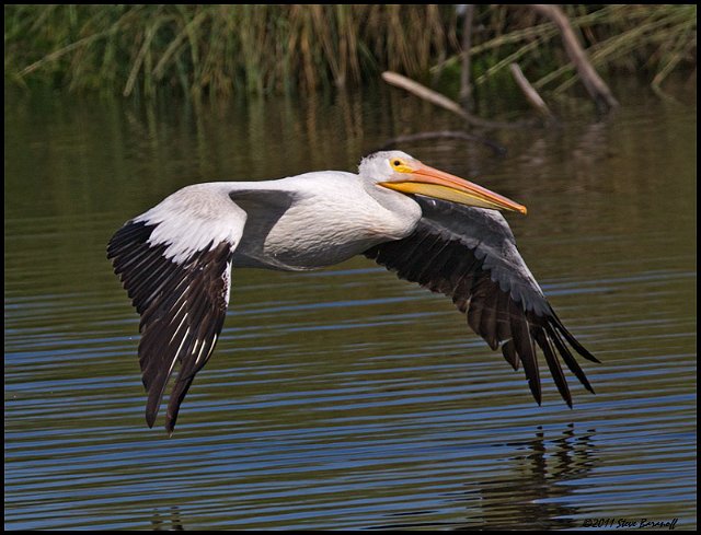 _1SB6079 american white pelican.jpg